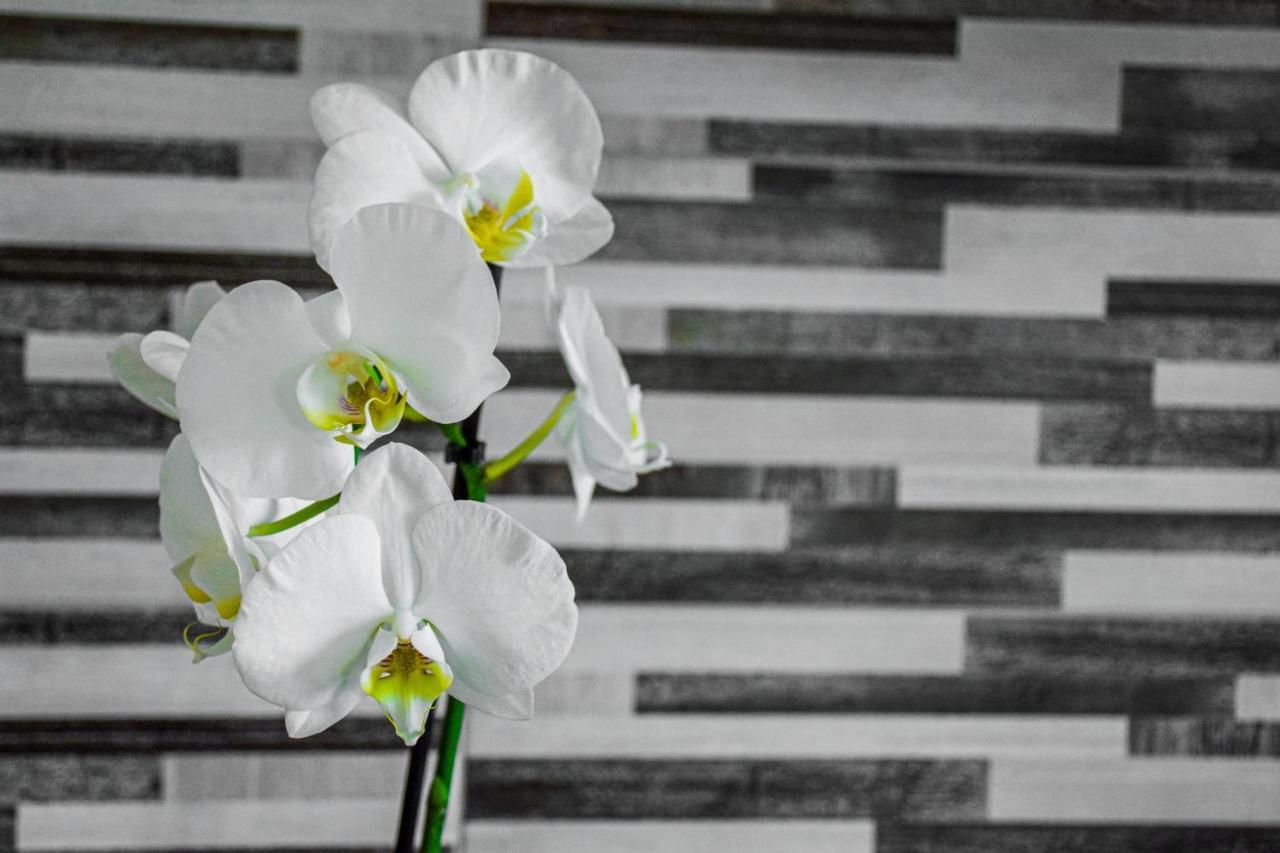 Dioliget Cottage Sarvar Ngoại thất bức ảnh